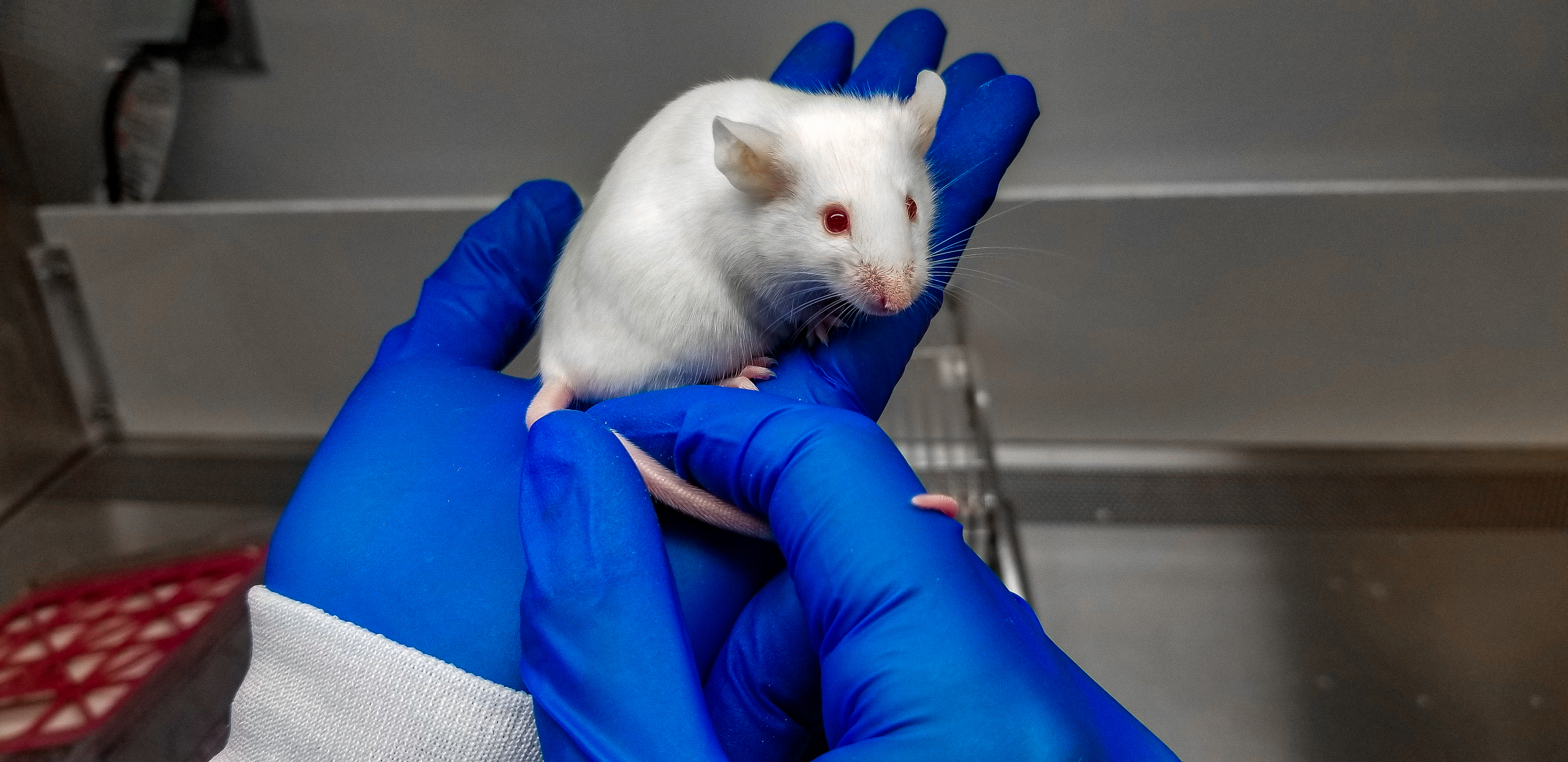 Home Office of Lab Animal Resources