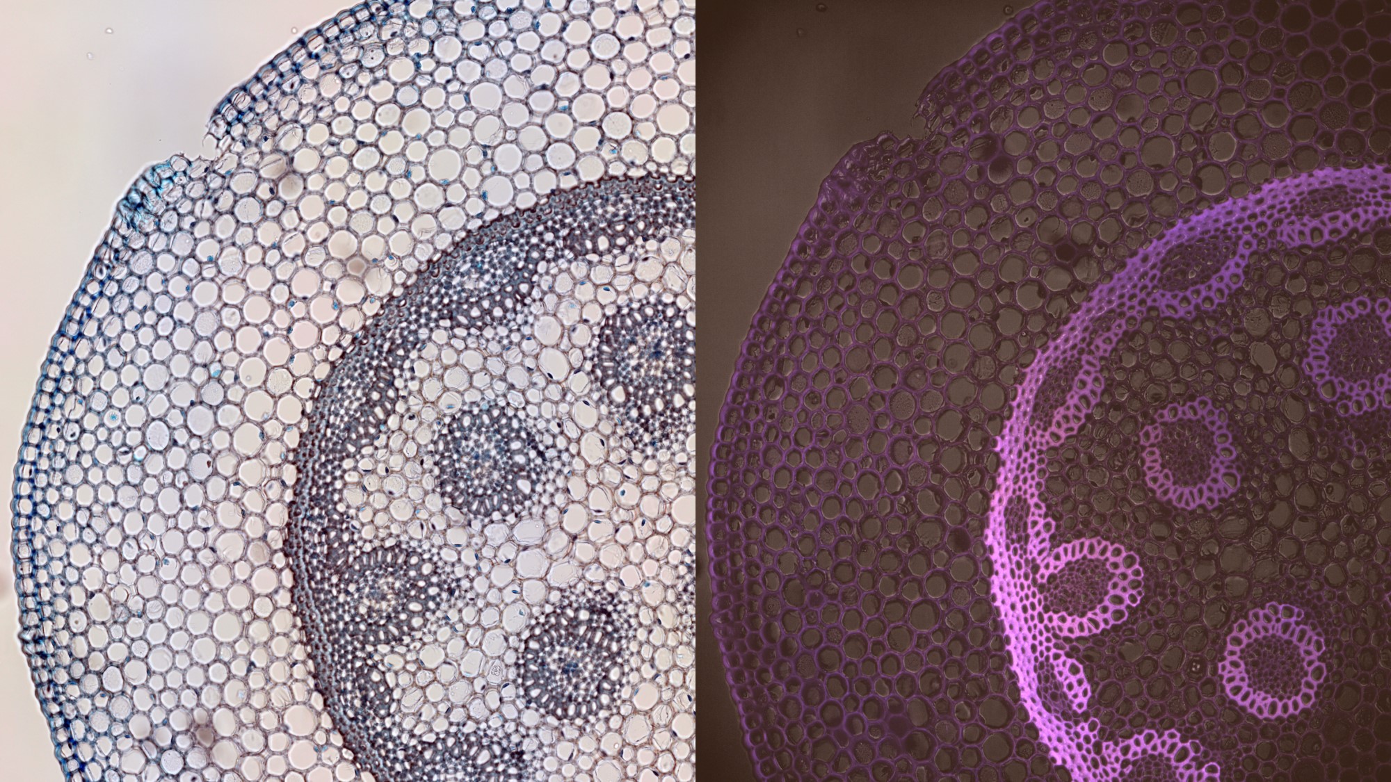 Photo of Nikon Sweptfield Confocal Equipment